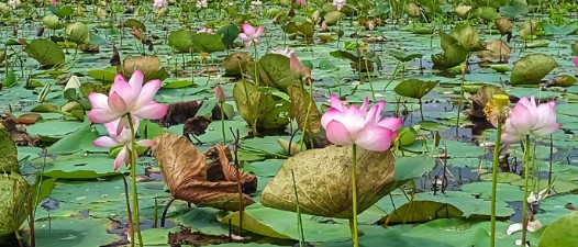 ভূতিয়ার পদ্মবিল